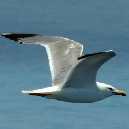 Filia בית הארחה 3*